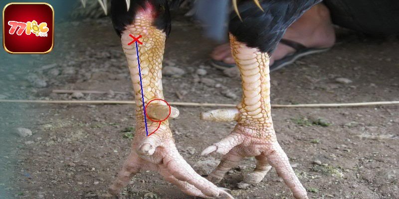 Các Loại Cựa Gà Chọi - Yếu Tố Quyết Định Thắng Bại Trên Sới Đá