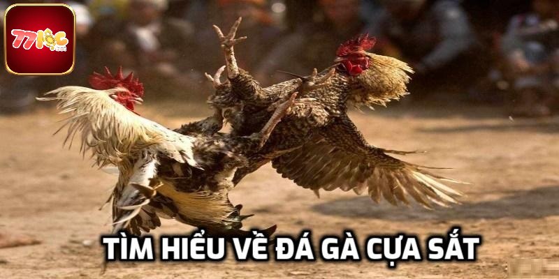 Đá Gà Cựa Sắt - Môn Thể Thao Kịch Tính Của Giới Sư Kê