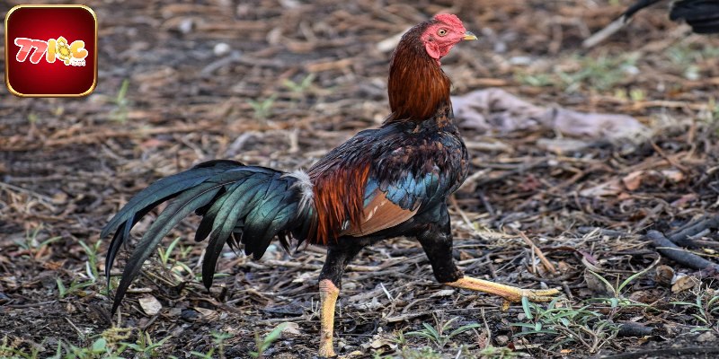 Gà Chọi Thái Lan - Bạn Đồng Hành Đáng Tin Cậy Trên Mọi Sới Đá