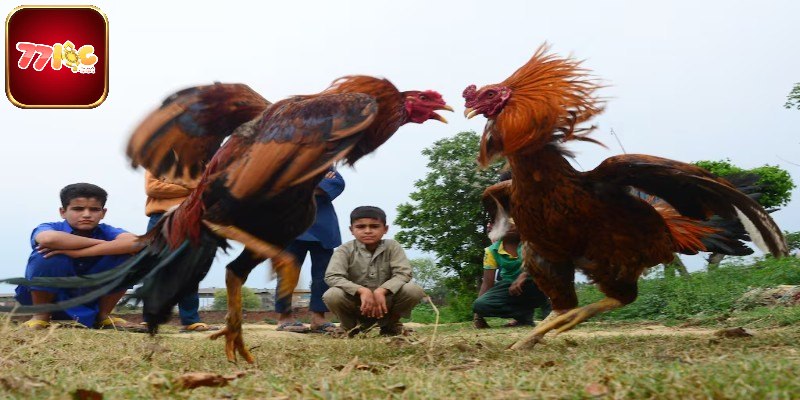 Kinh nghiệm cá cược đá gà cựa sắt giúp bạn luôn vững vàng