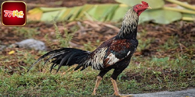 Lịch sử hình thành và nét riêng biệt của gà chọi Thái Lan