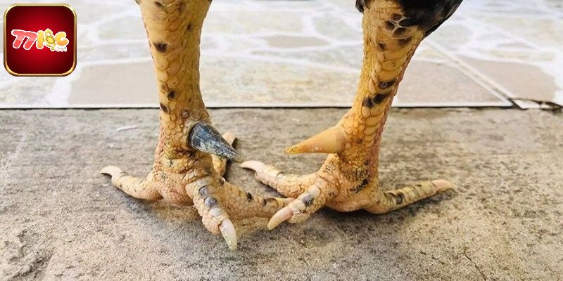 Lựa các loại cựa gà chọi không thể bỏ qua của 77loc