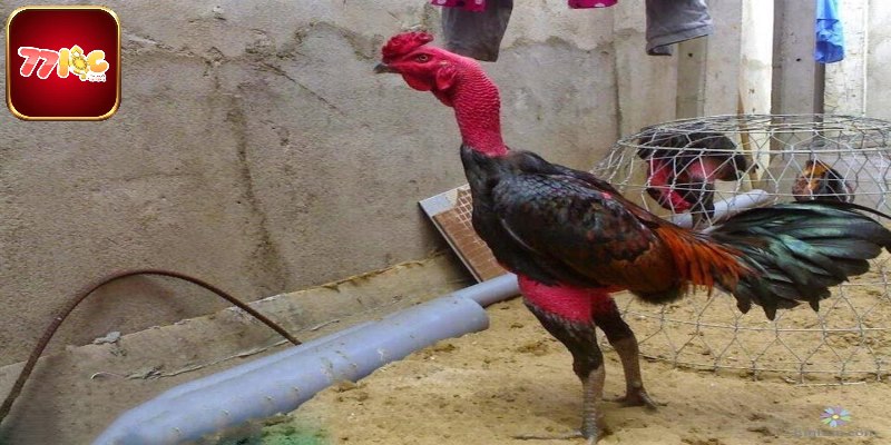 Mẹo nuôi gà Thái dễ dàng dành cho người mới