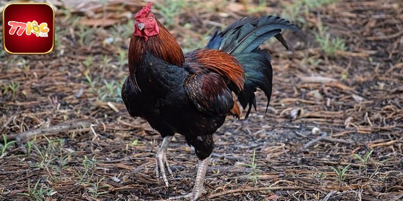 Những nét đặc trưng nổi bật của gà Thái Lan cần biết