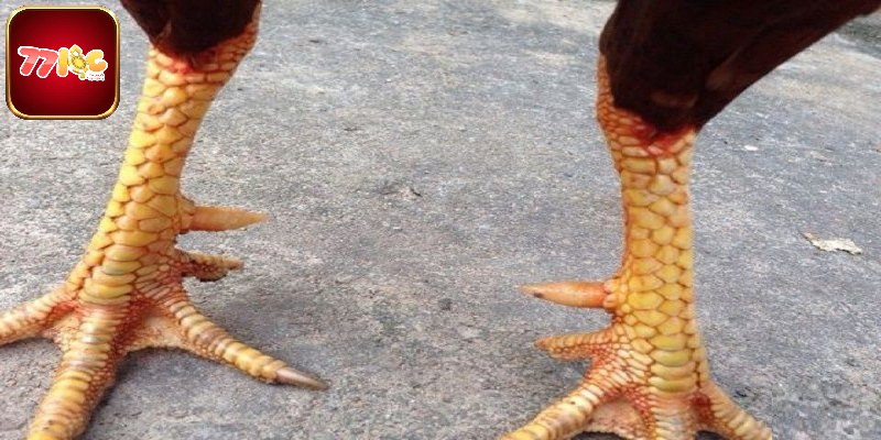 Tổng quan sơ lược về các loại cựa gà chọi