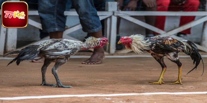 Tổng quan vài nét về đá gà cựa sắt tại 77loc